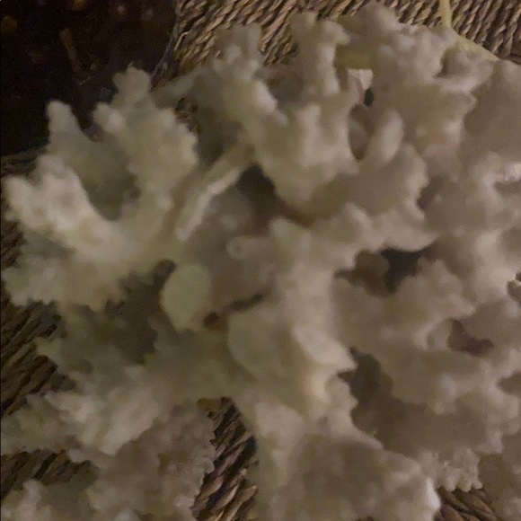 Amazon.com: White Resin Coral Decorations Artificial Coral  Coral decor100% real coral from the Pacific Ocean